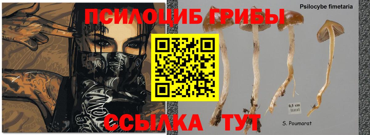 Галлюциногенные грибы Magic Shrooms  Псилоцибиновые грибы GOLDEN TEACHER  Выборг  Вход с VPN 